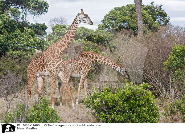 Massaigiraffen / Masai Giraffes / MBS-01465