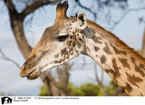 Massaigiraffe / Masai Giraffe / MBS-01466