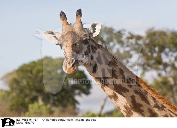 Massaigiraffe / Masai Giraffe / MBS-01467