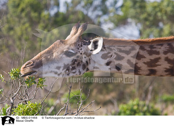 Massaigiraffe / Masai Giraffe / MBS-01468