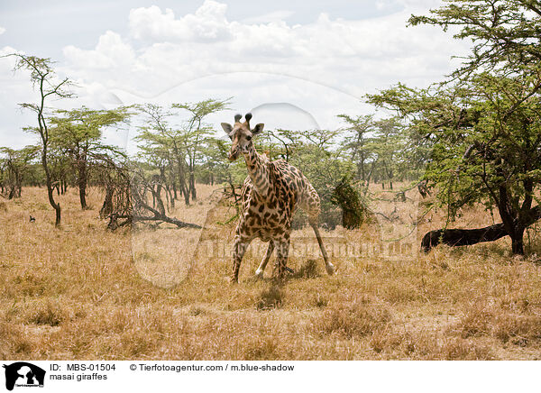 masai giraffes / MBS-01504