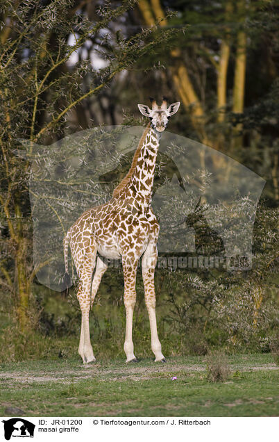 masai giraffe / JR-01200