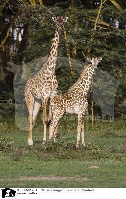 masai giraffes / JR-01201