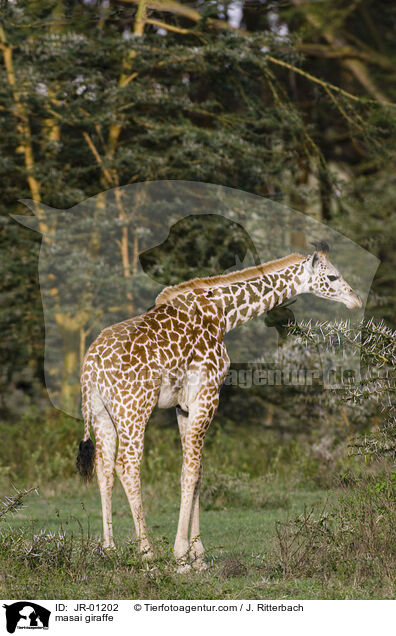 masai giraffe / JR-01202