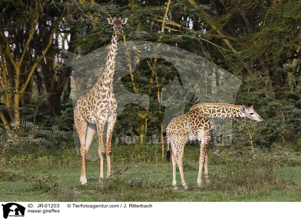 Massaigiraffen / masai giraffes / JR-01203