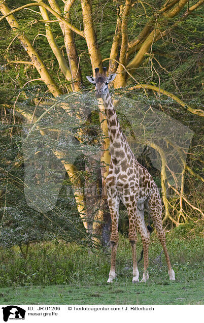 masai giraffe / JR-01206