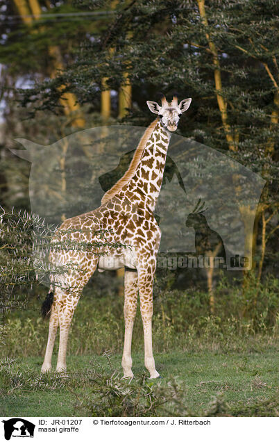 Massaigiraffe / masai giraffe / JR-01207