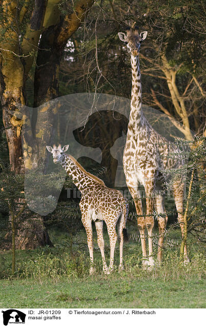 Massaigiraffen / masai giraffes / JR-01209