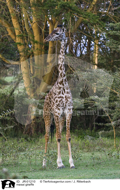 Massaigiraffe / masai giraffe / JR-01210