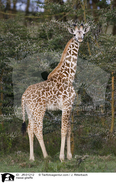 Massaigiraffe / masai giraffe / JR-01212