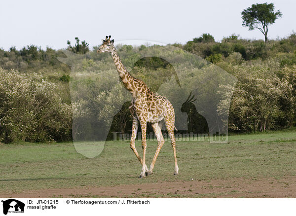 masai giraffe / JR-01215