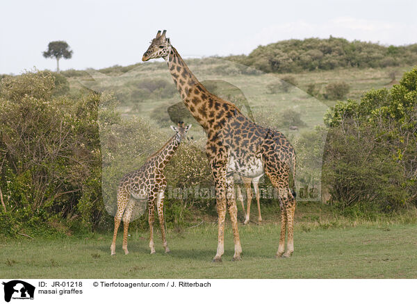 Massaigiraffen / masai giraffes / JR-01218