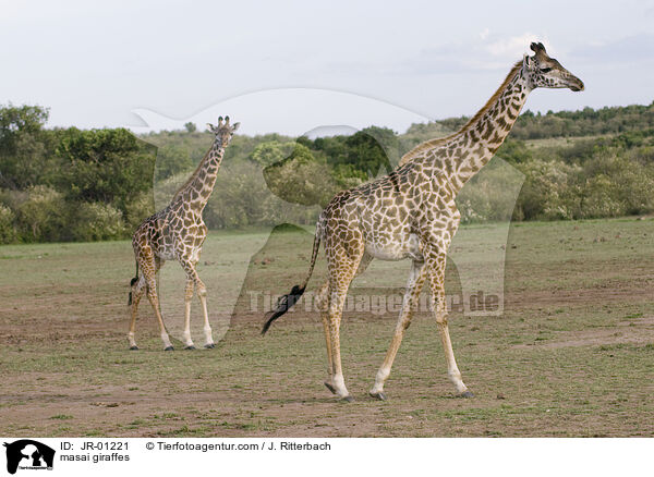 Massaigiraffen / masai giraffes / JR-01221