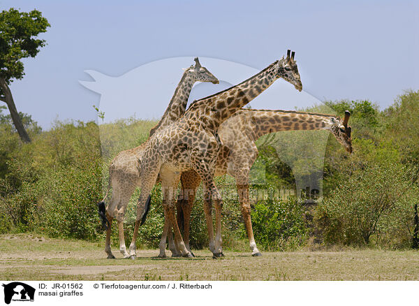 Massaigiraffen / masai giraffes / JR-01562