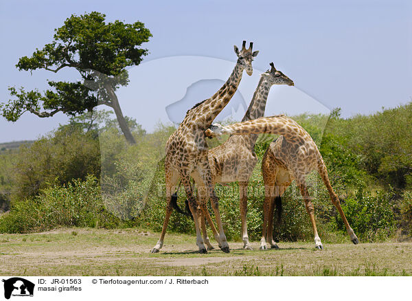 Massaigiraffen / masai giraffes / JR-01563