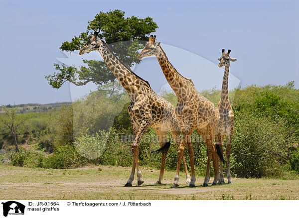 Massaigiraffen / masai giraffes / JR-01564