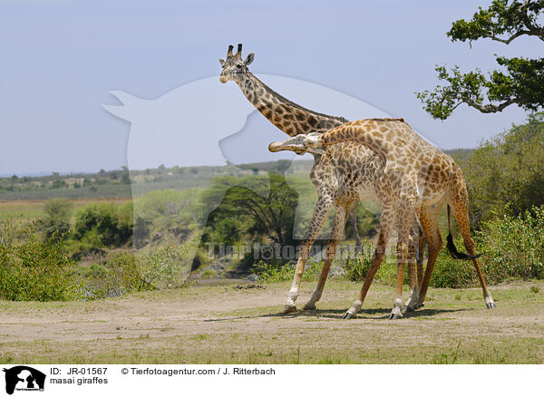 Massaigiraffen / masai giraffes / JR-01567
