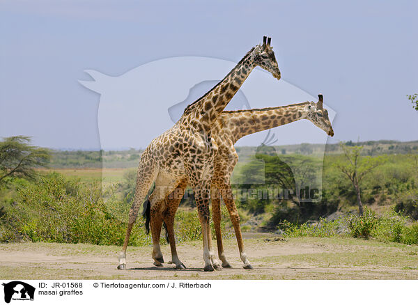 masai giraffes / JR-01568