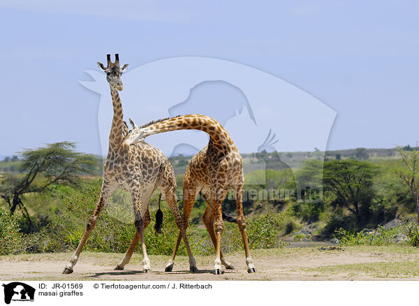 masai giraffes / JR-01569