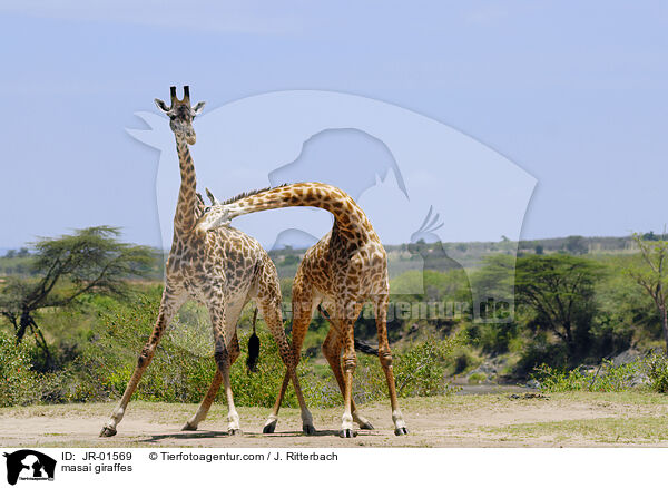 Massaigiraffen / masai giraffes / JR-01569