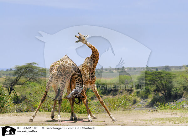 Massaigiraffen / masai giraffes / JR-01570