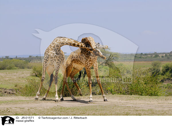 Massaigiraffen / masai giraffes / JR-01571