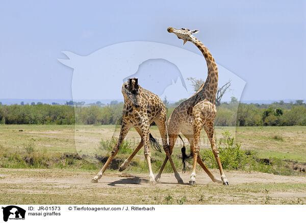 Massaigiraffen / masai giraffes / JR-01573