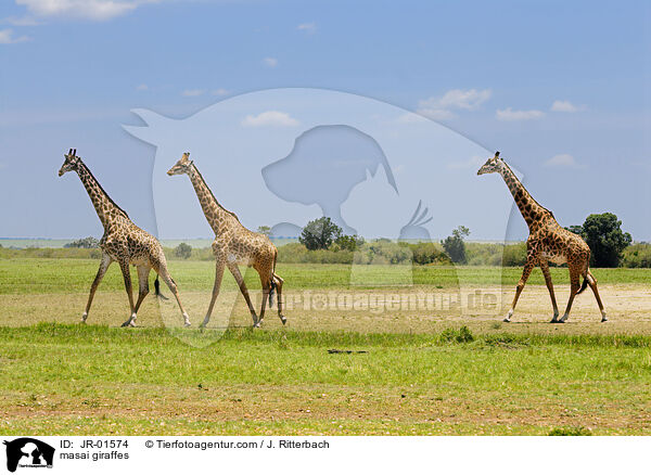 Massaigiraffen / masai giraffes / JR-01574
