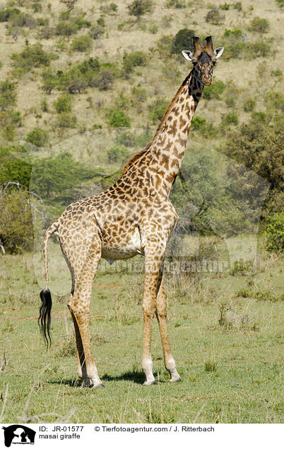 Massaigiraffe / masai giraffe / JR-01577