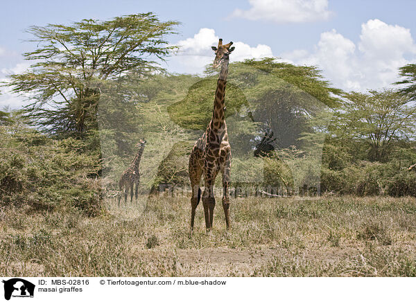 Massaigiraffen / masai giraffes / MBS-02816