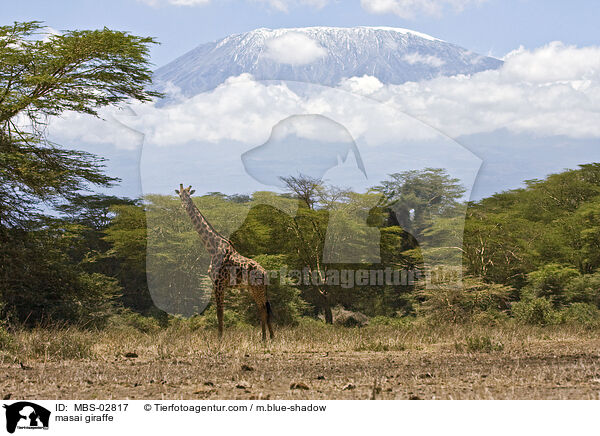 Massaigiraffe / masai giraffe / MBS-02817
