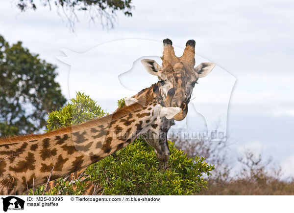 Massaigiraffen / masai giraffes / MBS-03095