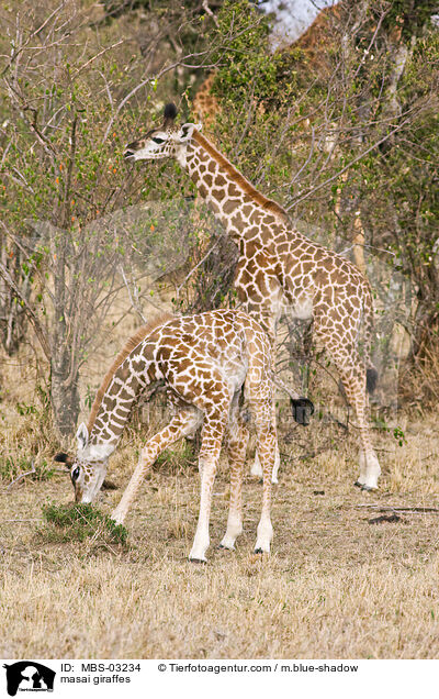 Massaigiraffen / masai giraffes / MBS-03234