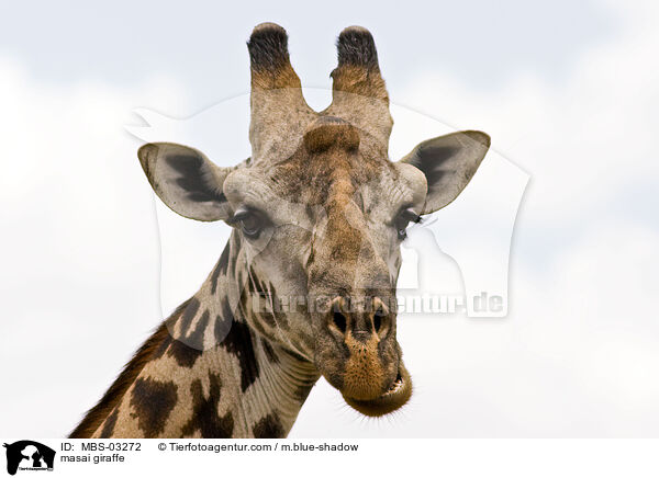 Massaigiraffe / masai giraffe / MBS-03272