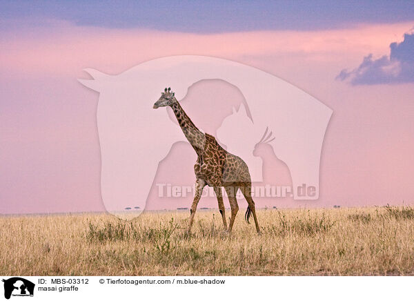 masai giraffe / MBS-03312