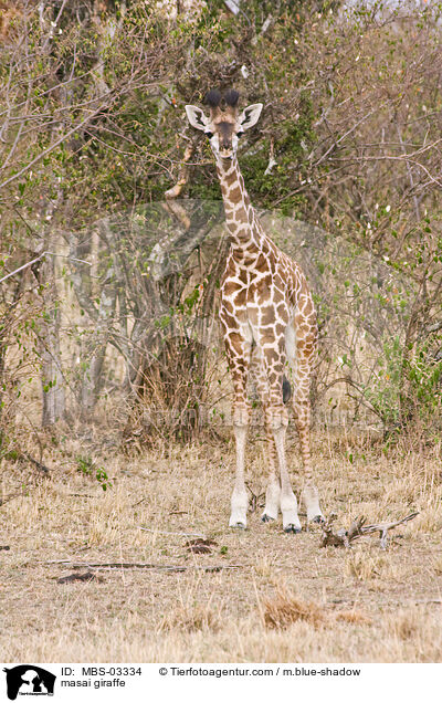 masai giraffe / MBS-03334