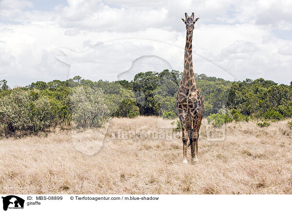 Massaigiraffe / giraffe / MBS-08899