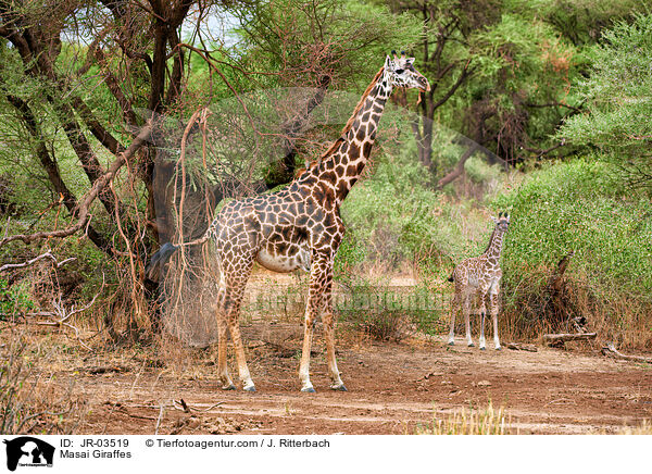 Massaigiraffen / Masai Giraffes / JR-03519