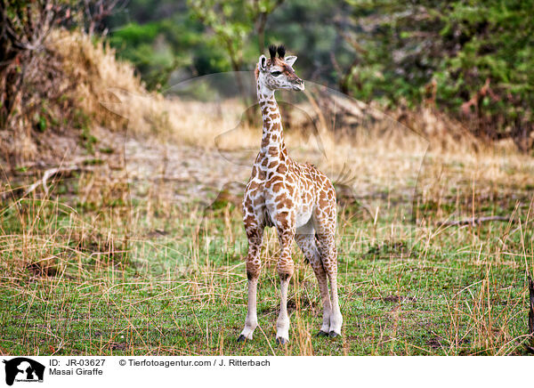 Massaigiraffe / Masai Giraffe / JR-03627