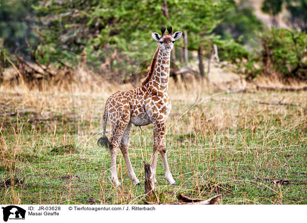 Massaigiraffe / Masai Giraffe / JR-03628