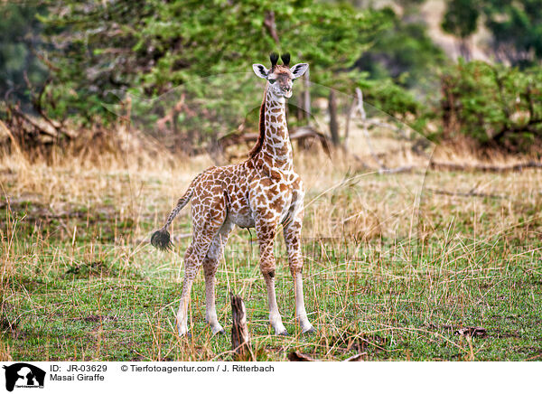 Massaigiraffe / Masai Giraffe / JR-03629
