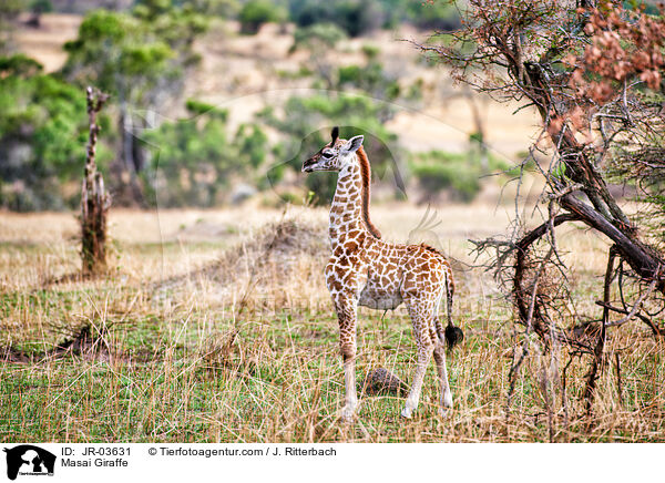 Massaigiraffe / Masai Giraffe / JR-03631