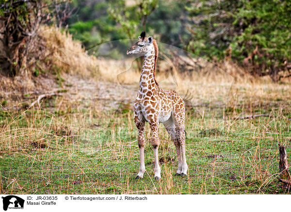 Massaigiraffe / Masai Giraffe / JR-03635