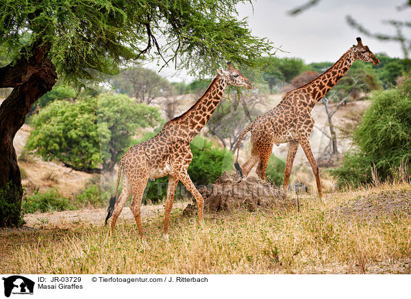 Massaigiraffen / Masai Giraffes / JR-03729