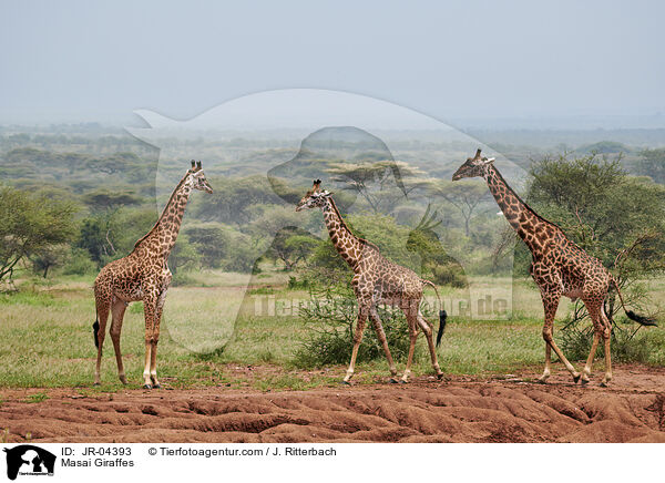 Massaigiraffen / Masai Giraffes / JR-04393
