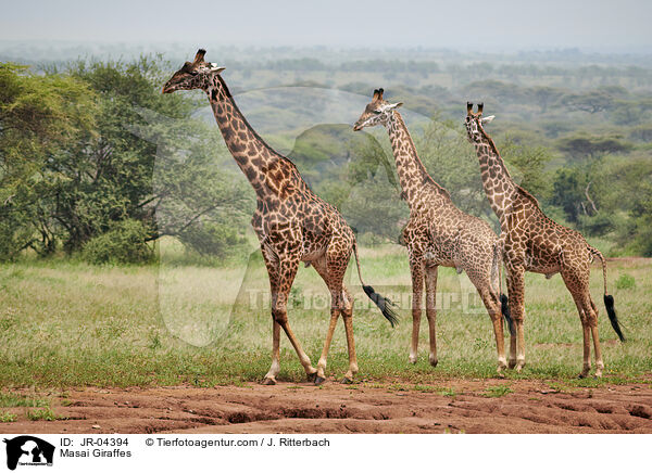 Massaigiraffen / Masai Giraffes / JR-04394