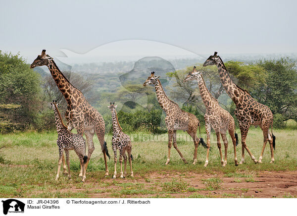 Massaigiraffen / Masai Giraffes / JR-04396