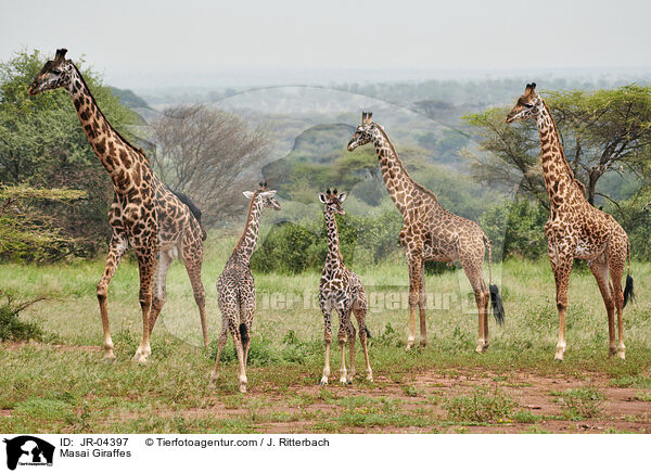Masai Giraffes / JR-04397