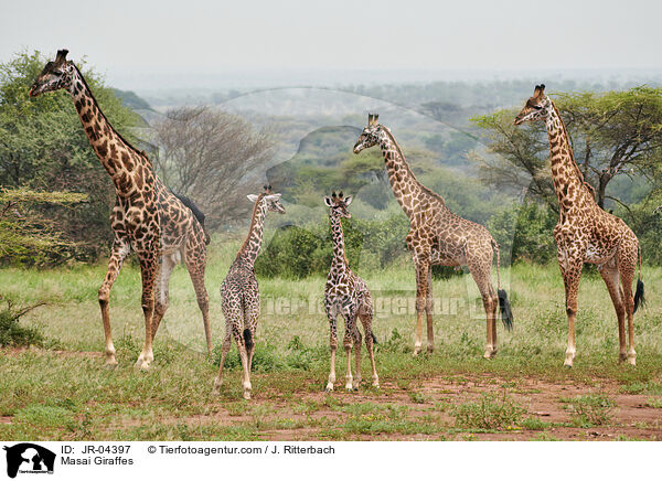 Massaigiraffen / Masai Giraffes / JR-04397