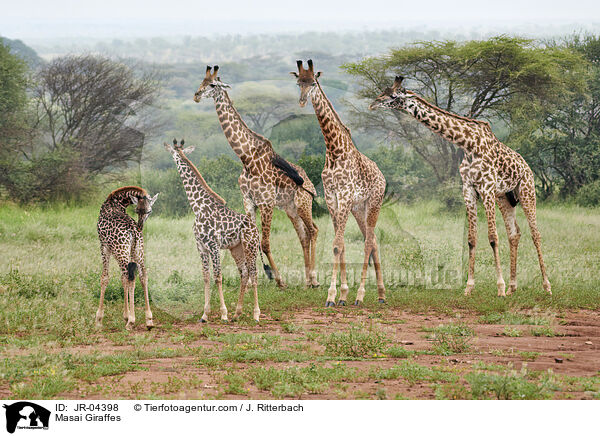 Masai Giraffes / JR-04398